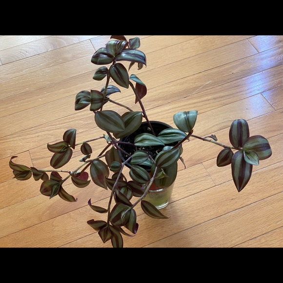Other - Live Rare Rooted Wandering Jew Plant Tradescantia Zebrina